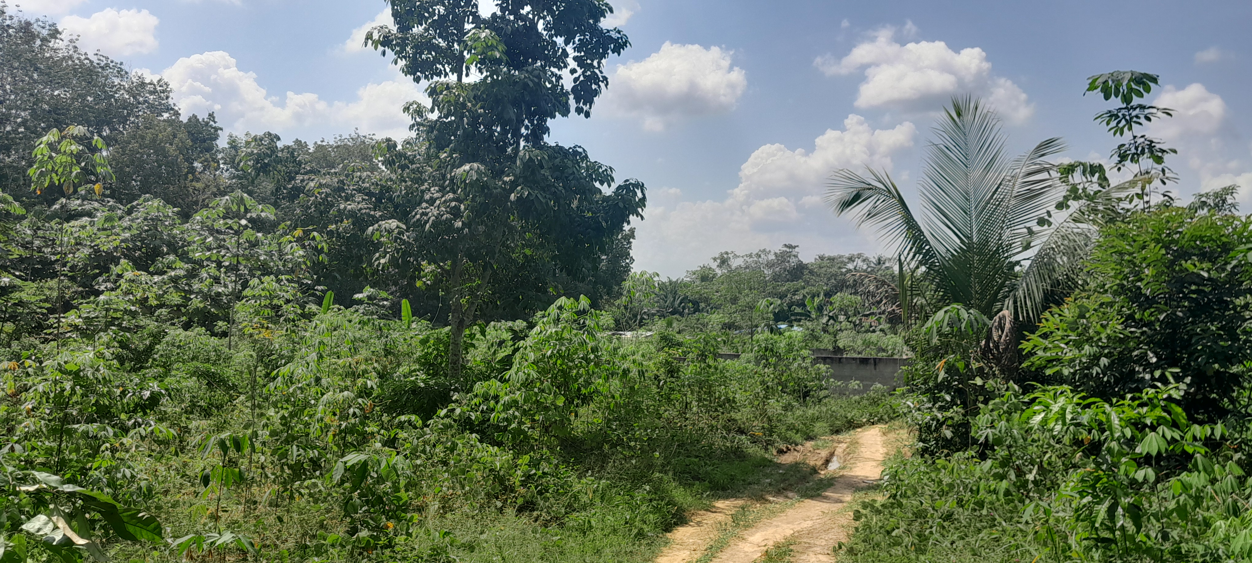 Photo du début des travaux de défrichage