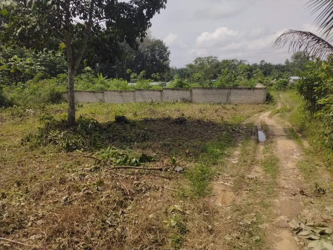 Photo du défrichage terminé