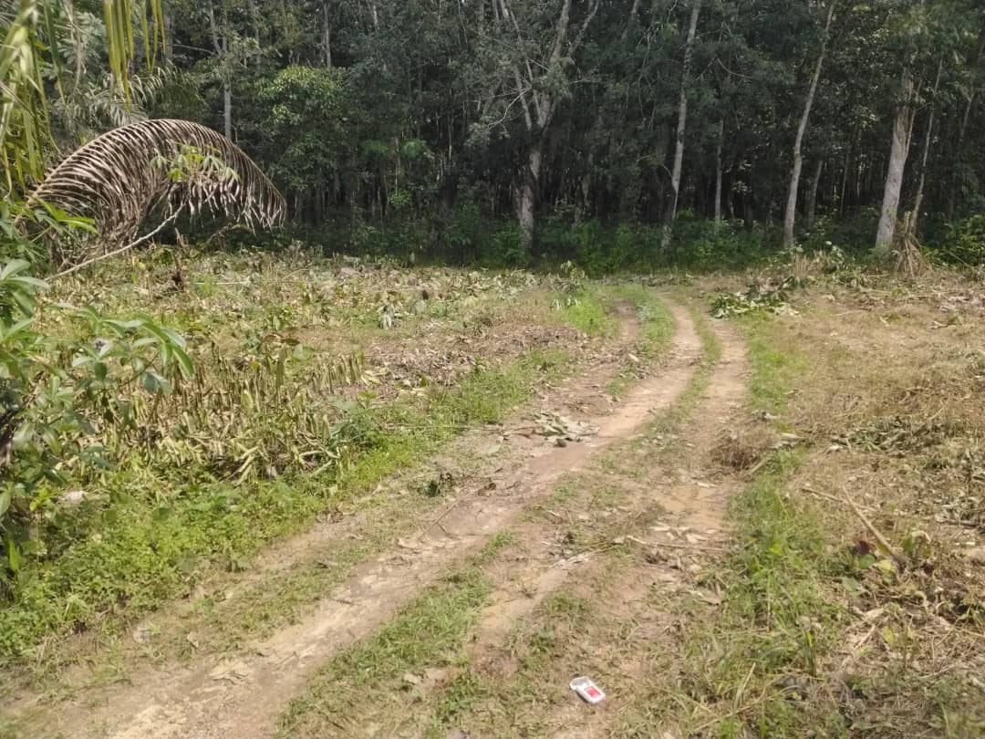 Photo de la parcelle nettoyée en attente du labour